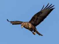 theotherkev-buzzard-6980727-1920.jpg